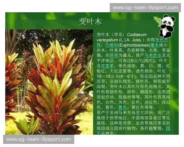 终极宿命的拉锯战：当仙人掌遇上郁金香，墨西哥与荷兰的恩怨情仇